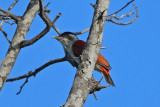 Scarlet-backed Woodpecker