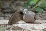 Croaking Ground-Dove