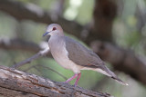 West Peruvian Dove