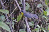 Gray-and-gold Warbler