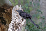 Groove-billed Ani