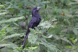 Groove-billed Ani