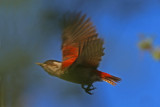 Scarlet-backed Woodpecker