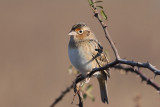 Grasshopper Sparrow