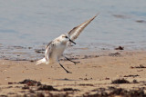 Sanderling