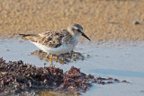 Least Sandpiper