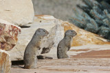 Uinta Ground Squirrel