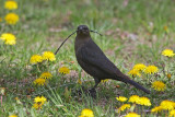 Brewers Blackbird