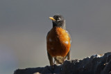 American Robin