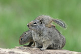 Uinta Ground Squirrel (Potgut)