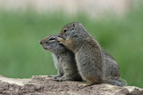 Uinta Ground Squirrel (Potgut)