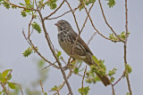 Fox Sparrow (Slate-colored)