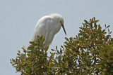 Snowy Egret