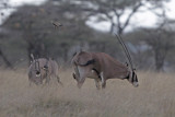 Beisa Oryx with Oxpeckers