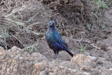 Greater Blue-eared Starling