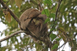 Hoffmans Two-toed Sloth