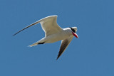 Caspian Tern