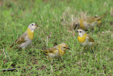 Saffron Finches