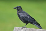 American Crow