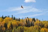 Red-tailed Hawk with fall colors