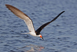 Black Skimmer