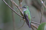 White-bellied Hummingbird