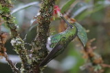 Emerald-bellied Puffleg