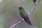 Greenish Puffleg