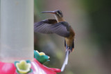 Long-tailed Hermit