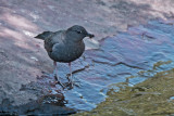 American Dipper