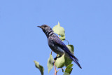 Woodhouses Scrub-Jay