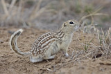 Thirteen-lined Ground Squirrel