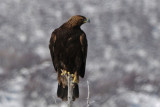 Golden Eagle