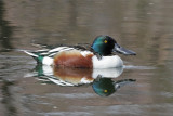 Northern Shoveler