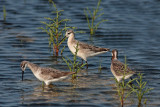 Wilsons Phalarope