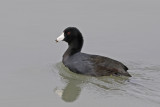 American Coot