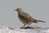 American Pipit