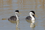 Clarkes Grebes