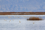Tundra Swans on Bear River MBR