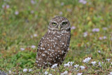 Burrowing Owl (Florida)