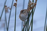 Marsh Wren