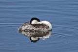 Western Grebe