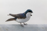 Tree Swallow