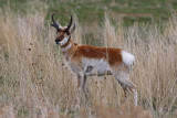 Pronghorn