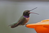 Black-chinned Hummingbird