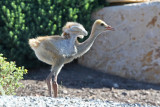 Sandhill Crane colt