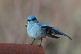 Mountain Bluebird