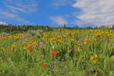 Uinta wildflowers