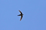 White-throated Swift