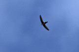 White-throated Swifts